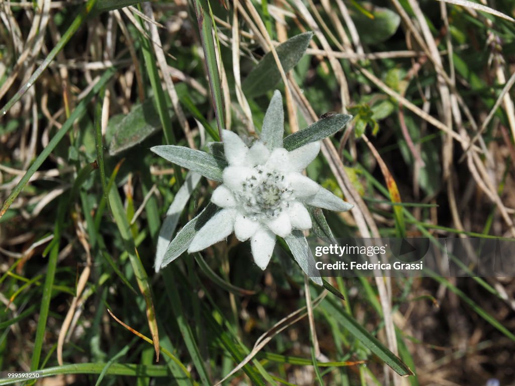 Edelweiss Flowering On Limestone Soil In Cairasca Valley