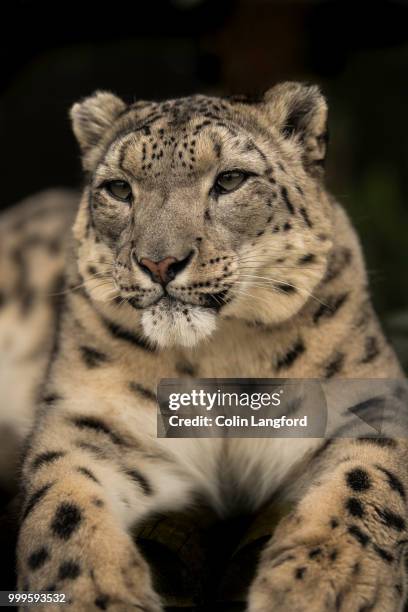 snow leopard series - snow leopard print stock pictures, royalty-free photos & images