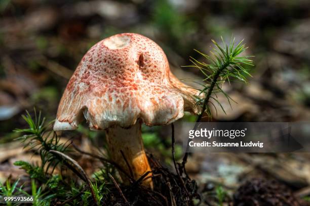 forest floor - susanne ludwig stock pictures, royalty-free photos & images