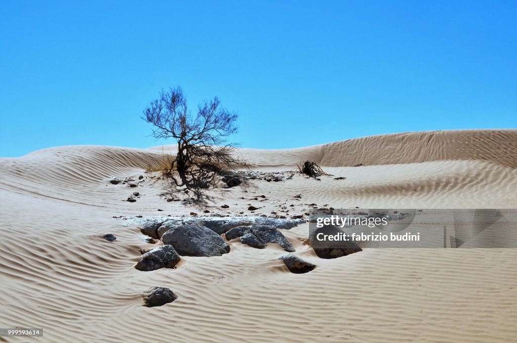 DSC desert tree