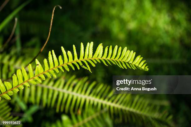 nephrolepis exaltata (the sword fern) - nephrolepis exaltata stock pictures, royalty-free photos & images