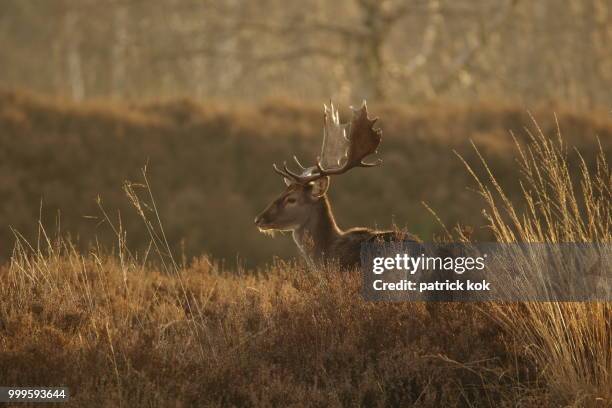 sunrise in brachterwald - kok stock pictures, royalty-free photos & images