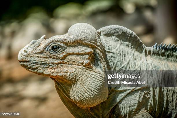 dino-time - green iguana stock pictures, royalty-free photos & images