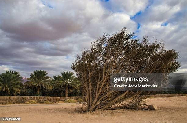 assimilation - assimilation stock pictures, royalty-free photos & images