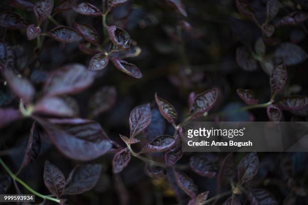 purple leaves of tropical bush - tropical bush stockfoto's en -beelden
