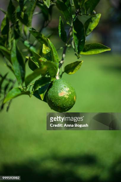 lime tree in a garden - lime tree stockfoto's en -beelden