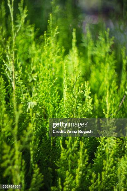 european larch (larix decidua) - larch stock pictures, royalty-free photos & images