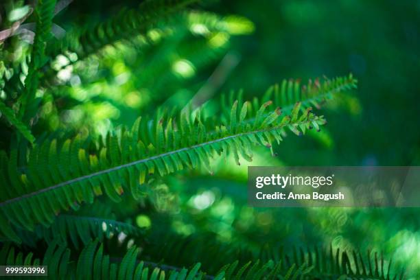 nephrolepis exaltata (the sword fern) - nephrolepis exaltata stock pictures, royalty-free photos & images