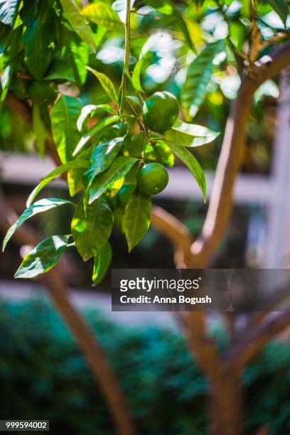 lime tree in a garden - lime tree stockfoto's en -beelden