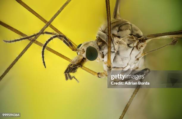crane fly - crane fly stock pictures, royalty-free photos & images