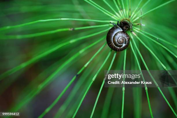 Wood Rocking Snail 188 Wood Horsetail Stock Photos, High-Res Pictures, and Images - Getty ...