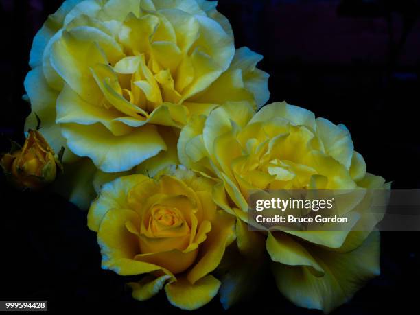 the yellow rose(s) of montrose - montrose stock-fotos und bilder