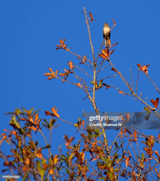 autumn morning dark-eyed junco - jenco stock pictures, royalty-free photos & images