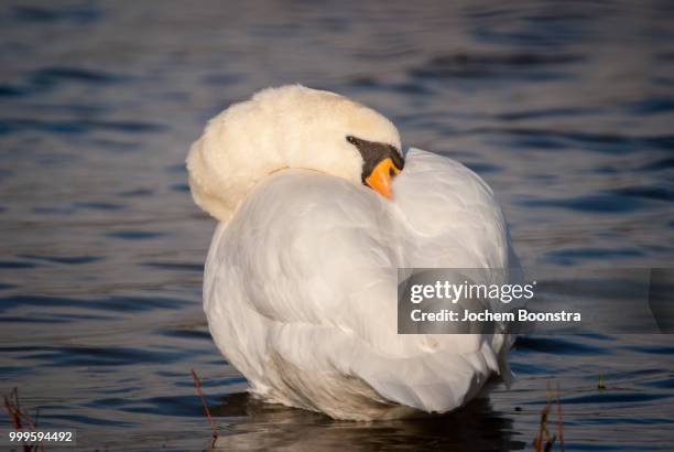 sleeping swan - swan imagens e fotografias de stock