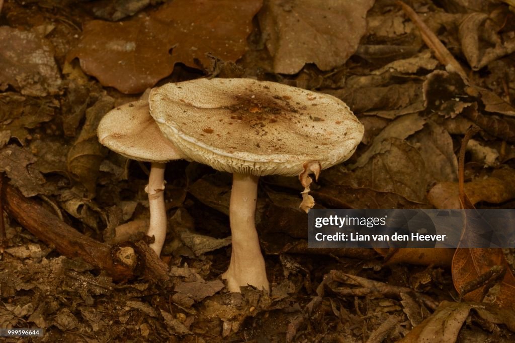 Toadstools