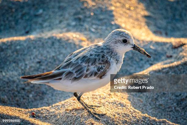 baird's sandpiper - sanderling stock pictures, royalty-free photos & images
