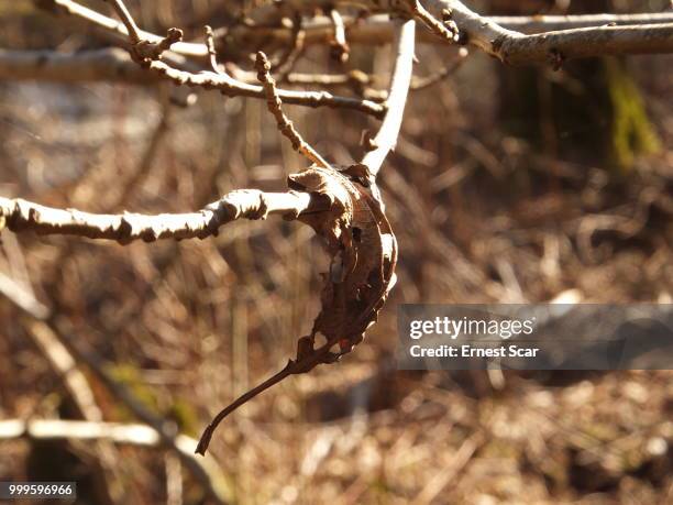 old leaf - ernest stockfoto's en -beelden