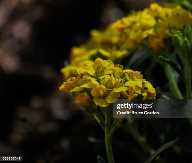 basket of gold gand - gand stock pictures, royalty-free photos & images