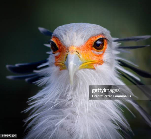 the secretary bird - secretarisvogel stockfoto's en -beelden