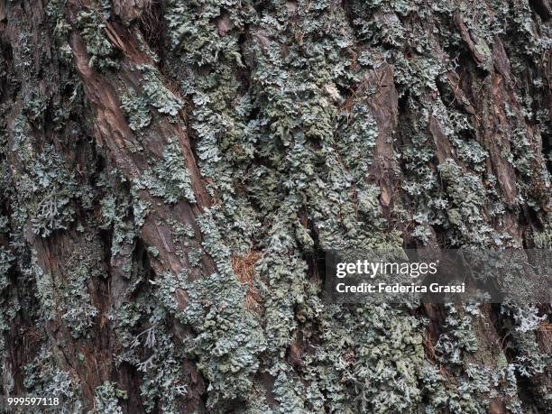 horizontal close-up of larch tree bark with lichens - ヴェルバーノ・クジオ・オッソラ県 ストックフォトと画像