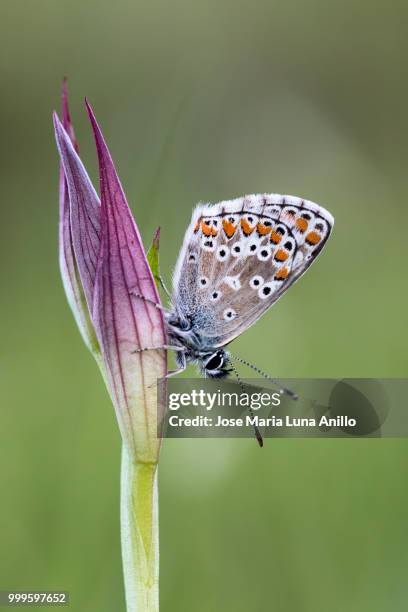 la serapia y el licenido - anillo stock pictures, royalty-free photos & images