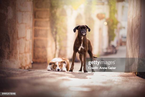 sunny und tini - tini stock pictures, royalty-free photos & images