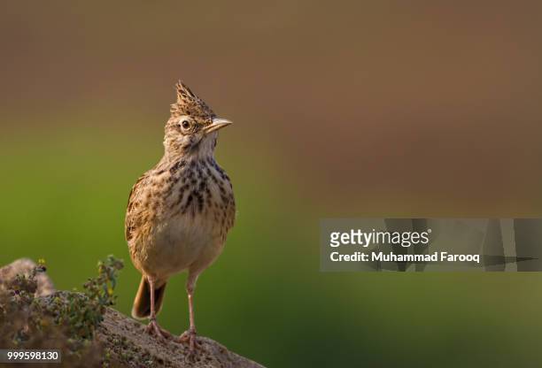 crested lark... - crested lark stock pictures, royalty-free photos & images