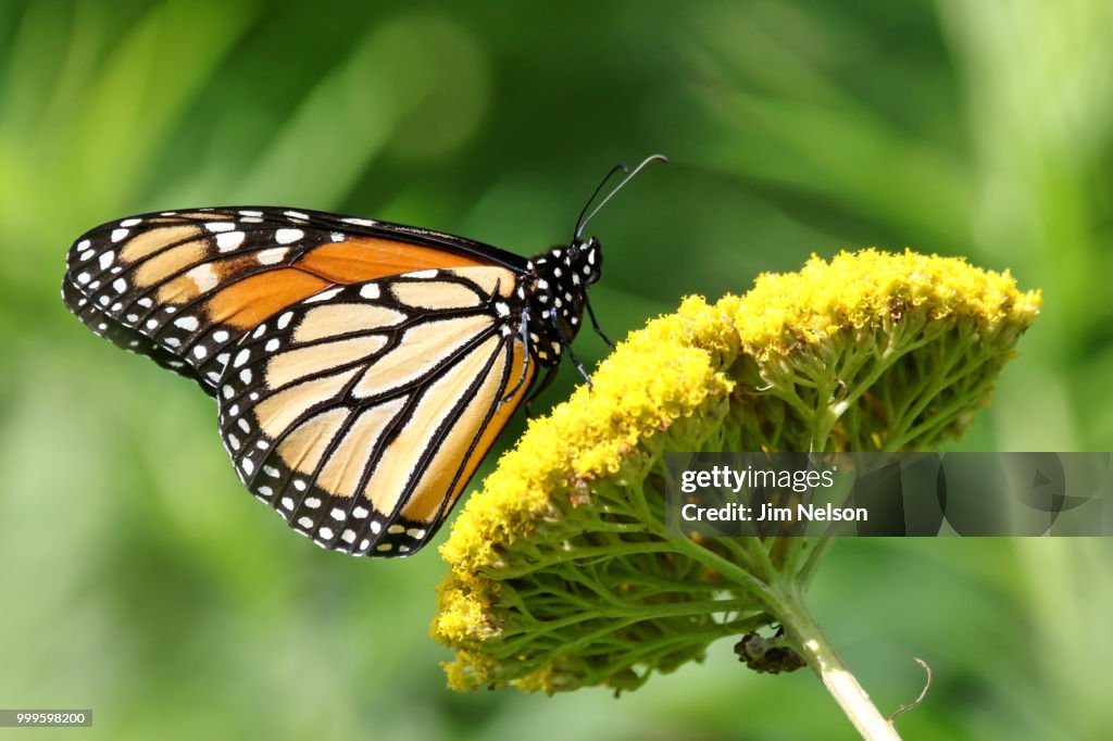 Monarch Butterfly