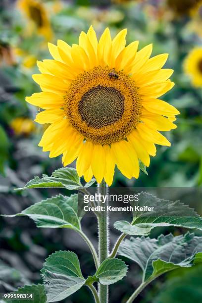 glowing sunflower - keiffer stock pictures, royalty-free photos & images