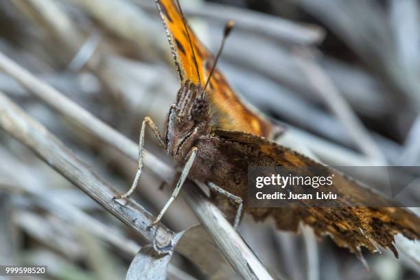 samurai spirit - assassin bug 個照片及圖片檔