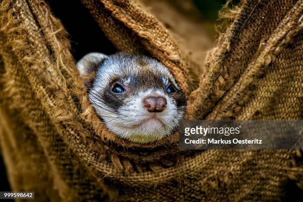 the ferret - mustela putorius furo stock pictures, royalty-free photos & images