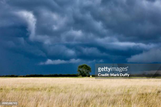 lone tree - mark duffy stock pictures, royalty-free photos & images