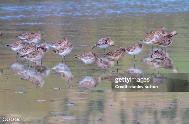 bar tailed godwits - sanderling stock-fotos und bilder