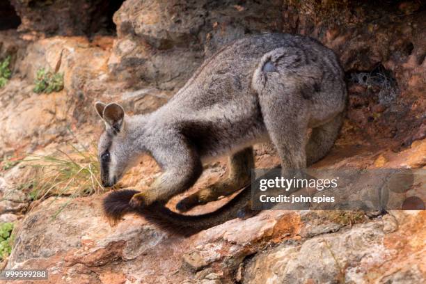 the elusive black footed rock wallaby. - elusive stock-fotos und bilder