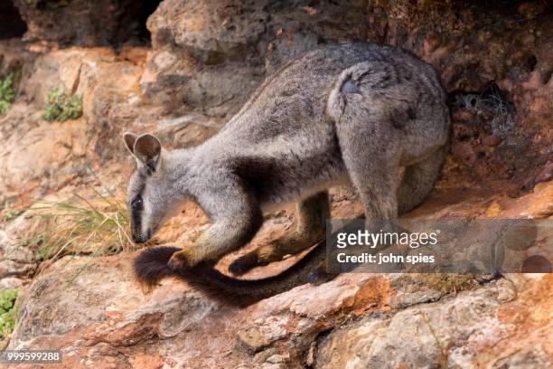 the elusive black footed rock wallaby. - elusive stock pictures, royalty-free photos & images