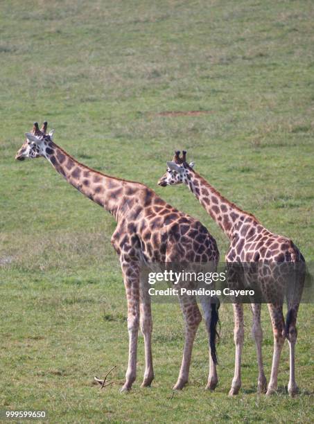 giraffe - south african giraffe stock pictures, royalty-free photos & images