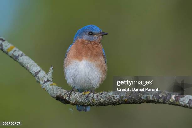 Daniel Rokins 310 Daniel Robins Stock Photos, High-Res Pictures, and Images - Getty ...