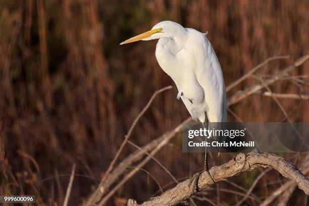 snowy egret - snowy egret stockfoto's en -beelden