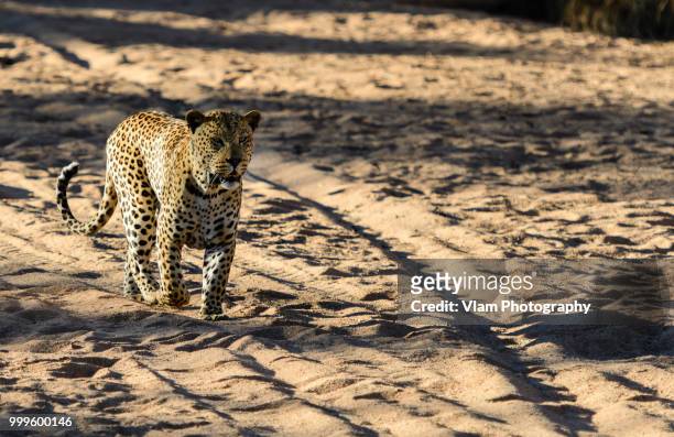 leopard in namibia - vlam fotografías e imágenes de stock
