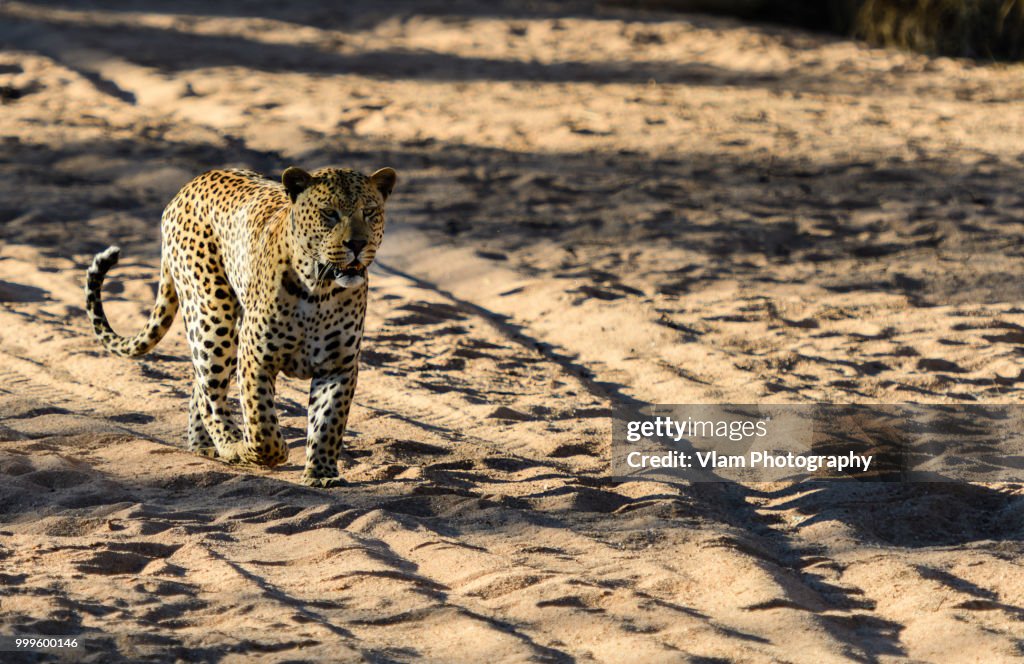 Leopard in Namibia