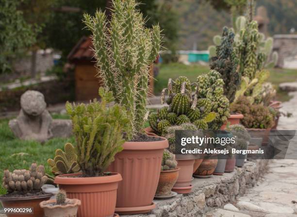 cactus in pots on the street grow leaf, summer time - summer street stock pictures, royalty-free photos & images