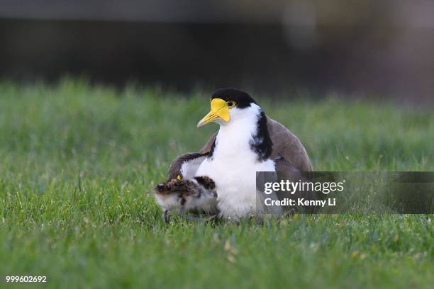 masked lapwing with it's chick - kenni stock pictures, royalty-free photos & images