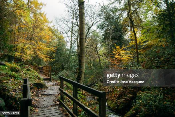 autumn foliage - vazquez stockfoto's en -beelden