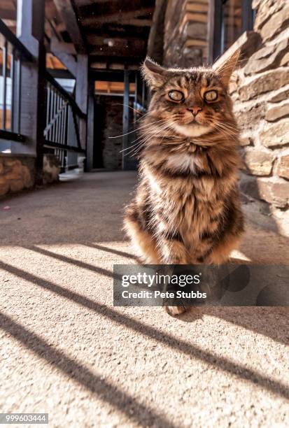 well lit cat - stubbs stock pictures, royalty-free photos & images