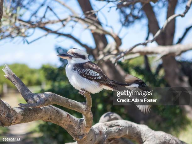 kookaburra being harassed by a willie wagtail - wagtail stock pictures, royalty-free photos & images