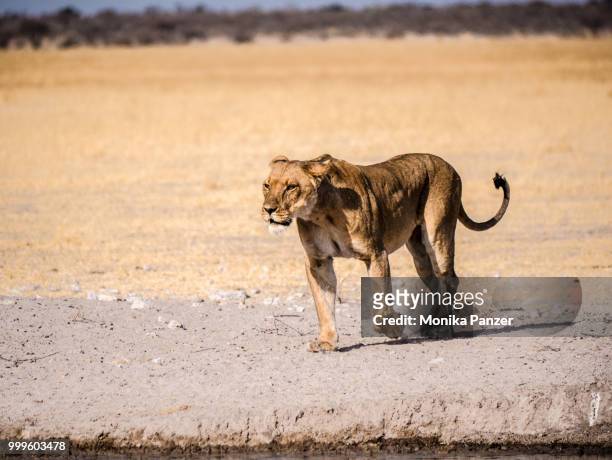 lions walk - panzer foto e immagini stock
