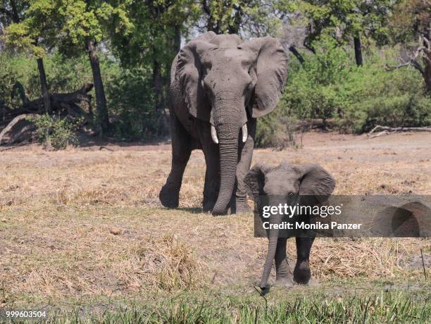 elephants - panzer stock pictures, royalty-free photos & images