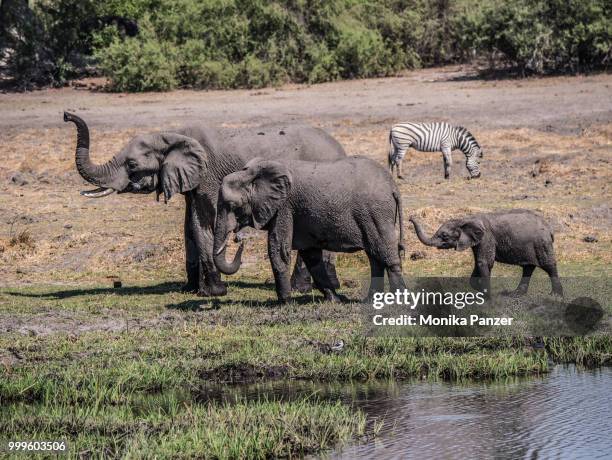 elephants - panzer foto e immagini stock