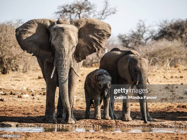 elephants familiy - panzer foto e immagini stock