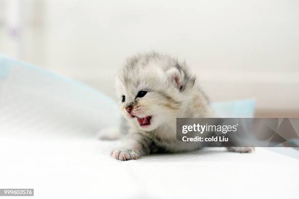 a kitten is learning how to walk - liu he fotografías e imágenes de stock